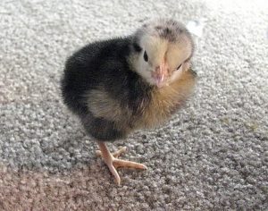 Lakenvelder chick