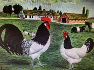 Lakenvelder chickens with cows