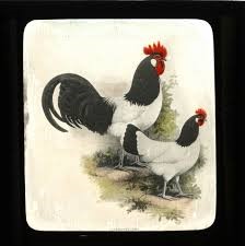 Lakenvelder hen and rooster