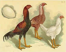 Malay rooster and female