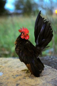 Serama male rooster chicken