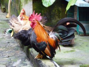 Serama chickens