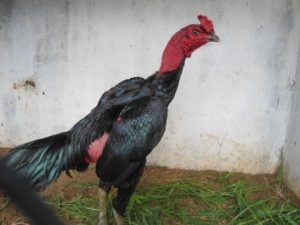 Adult Shamo chicken