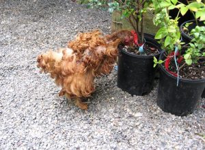 brown frizzle