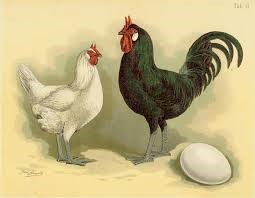 la fleche rooster and hen