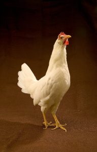 white leghorn chicken