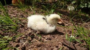 leghorn chick