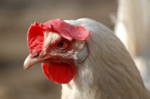 Leghorn Comb