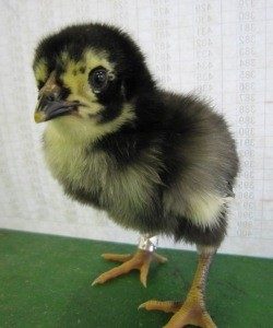 shamo chick