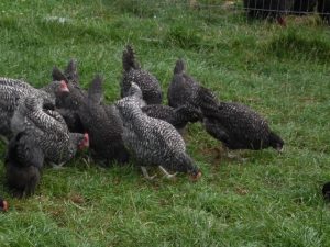 10 week old cuckoo marans