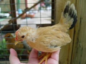 Japanese Bantam