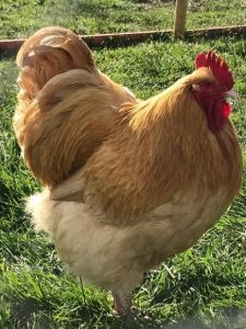 Buff Orpington cockerel