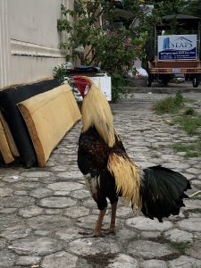 Asian Jungle Fowl