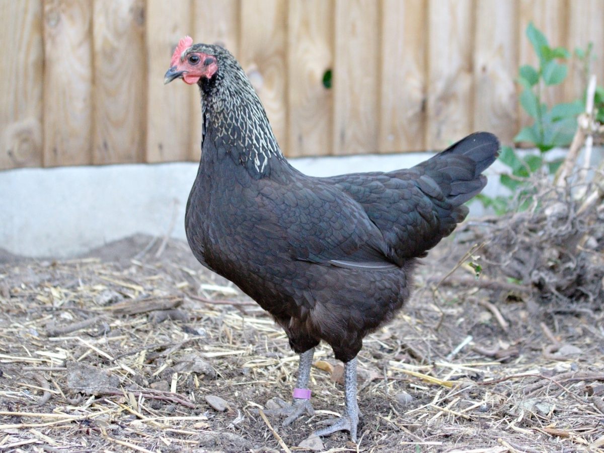 Norfolk Grey Chickens