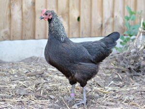 Norfolk grey chicken