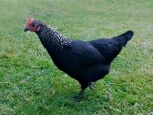 Norfolk Grey Chickens