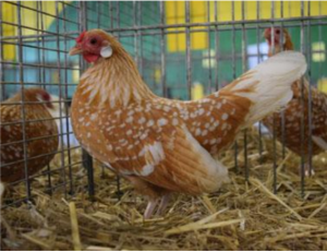 Rosecomb hen yellow mottled