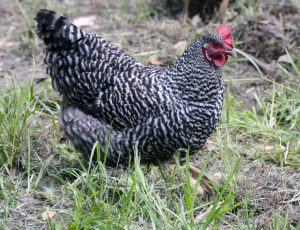 Scots Grey Chicken