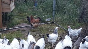 White Splash Marans 4 months old