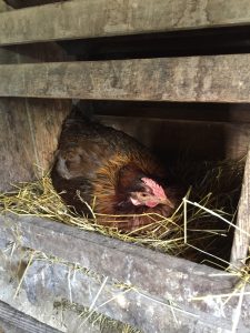 chicken laying egg in nesting box