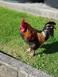 copper maran cock