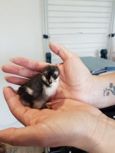 cuckoo maran chick