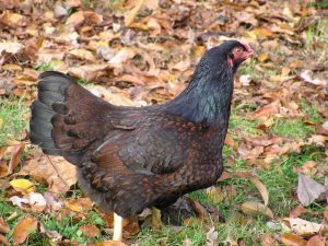 Indian Game Chicken