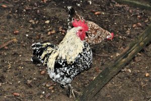 Japanese Bantam Cockerel