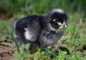 malines chick