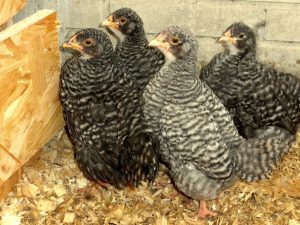 North Holland Blue Pullets