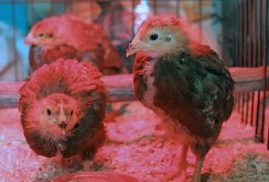 Rhode island red chicks