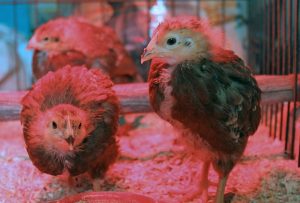 Rhode island red chicks