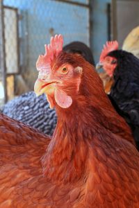 Hatching Eggs: Rhode Island Red, Hen Haven Location - My Pet Chicken