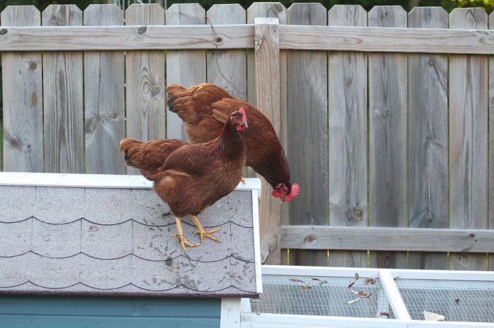 Rhode Island Red hens