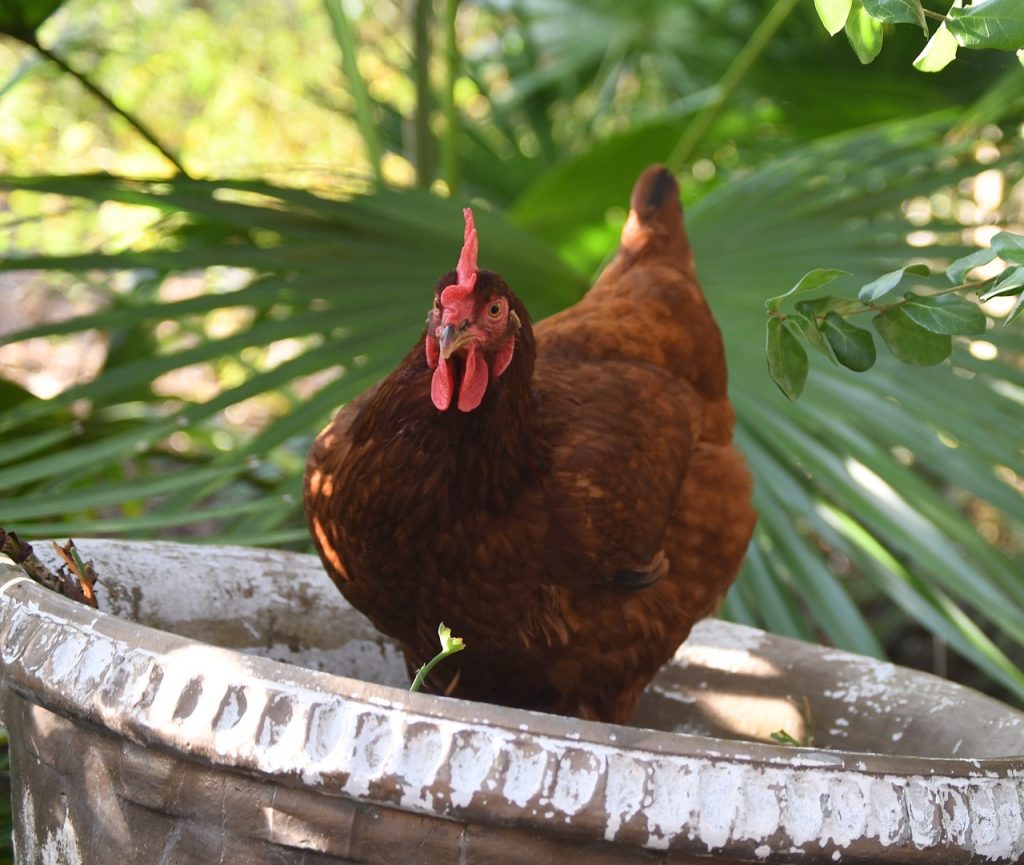 Hatching Eggs: Rhode Island Red, Hen Haven Location - My Pet Chicken