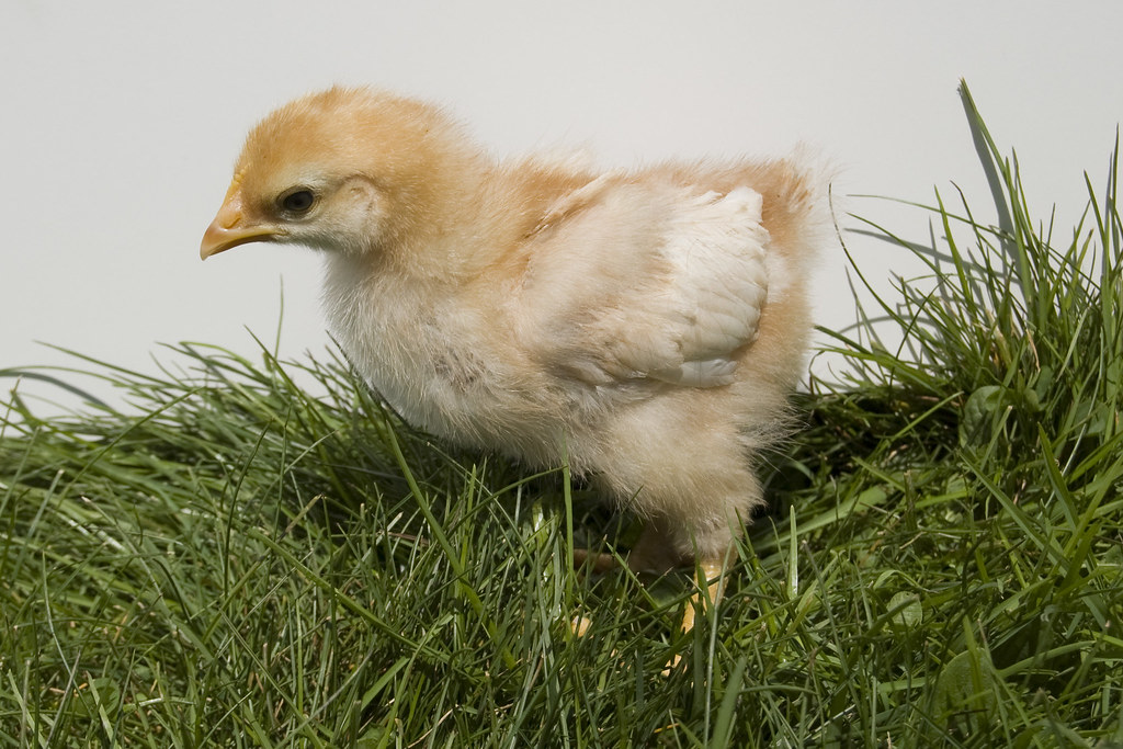 12 day old chick