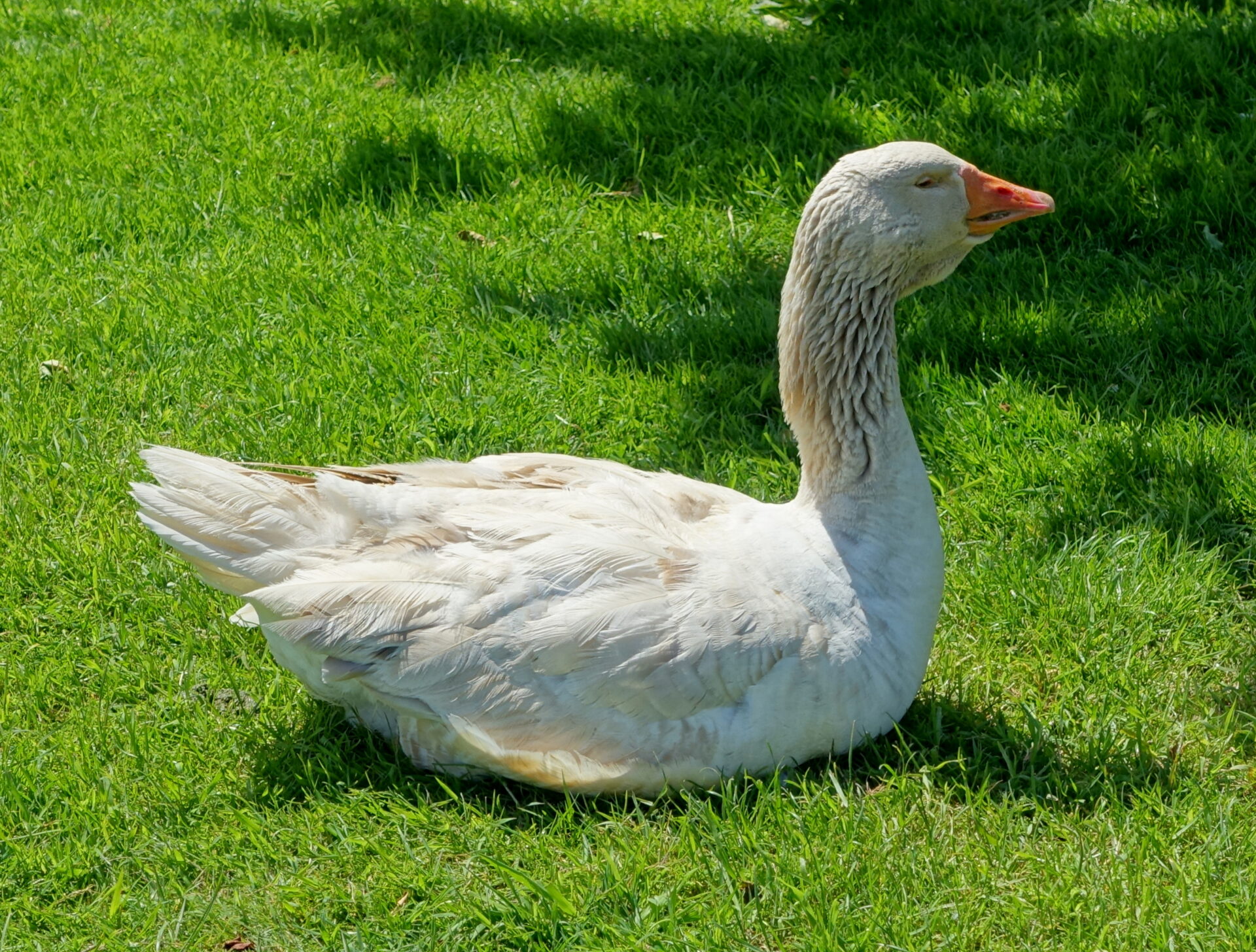 American Buff Goose American Buff Goose
