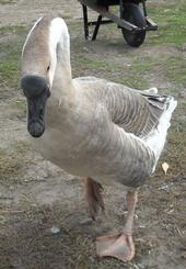 African Geese