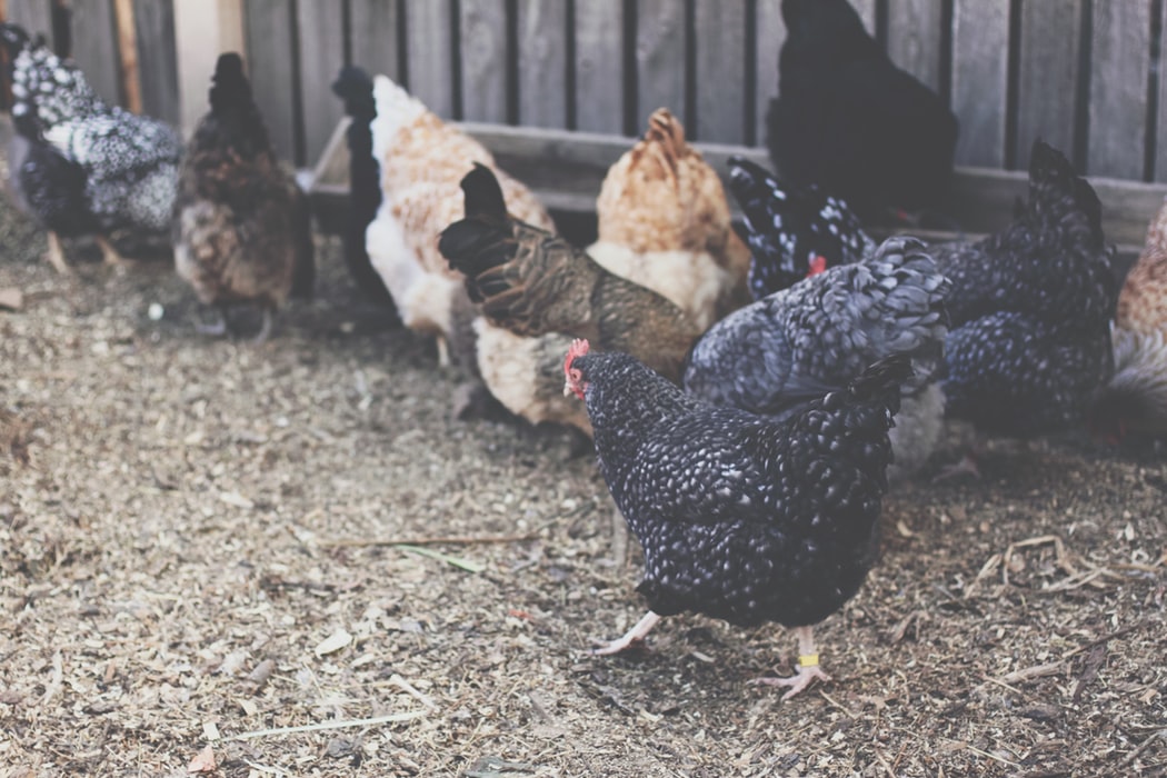 Read more about the article How to Train Chickens to Return to Their Coop