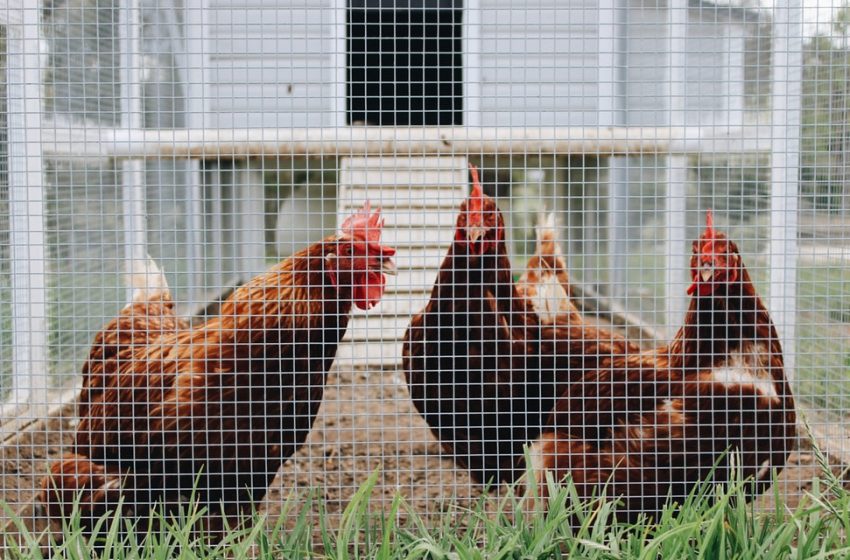 What Are the Most Common Problems Chickens Suffer From?