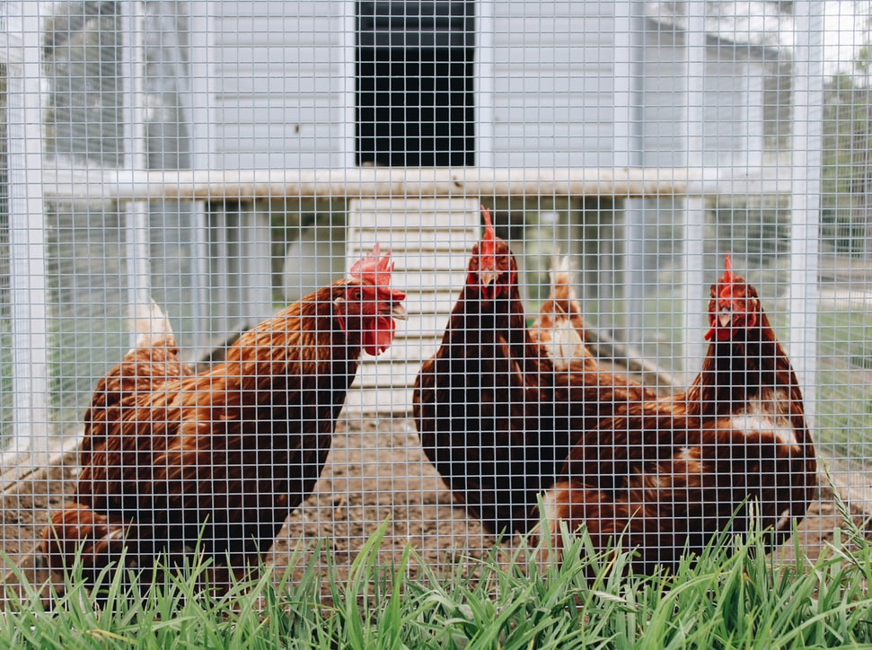 Read more about the article What Are the Most Common Problems Chickens Suffer From?