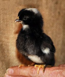 Barred Rock chick