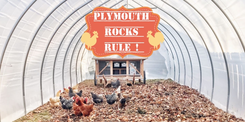 Chicken flock with Plymouth rocks