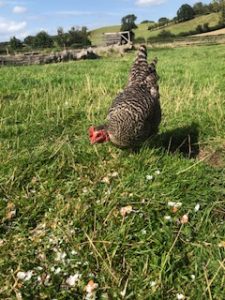 chicken eating grit egg shells