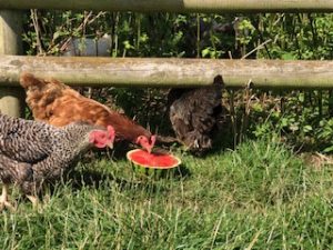 chickens eating watermelon fruit