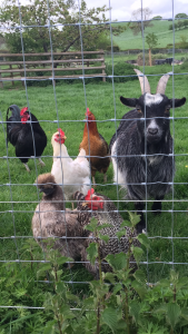 flock of chickens with goat