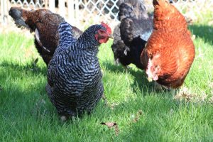 chicken in field