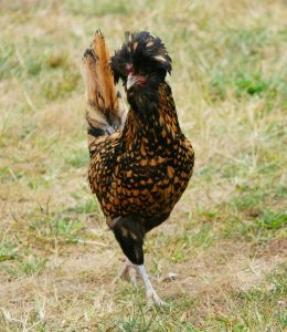 polish crested chicken