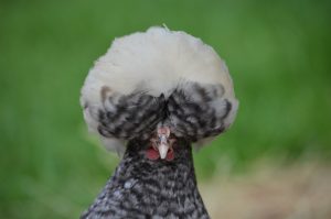 polish crested chicken