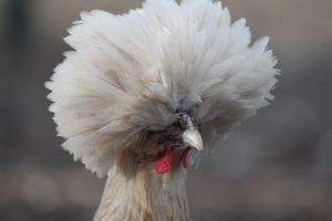 White crested polish chicken